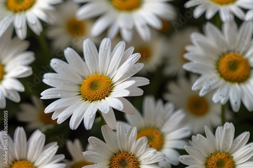 Beautiful springtime daisy with a glistening heart  White daisies with yellow centers set apart against a dark background.  