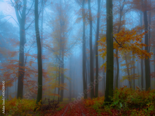 Mysterious foggy forest