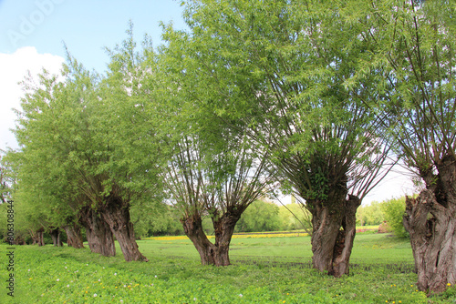 Old willow trees in a rural landscape photo