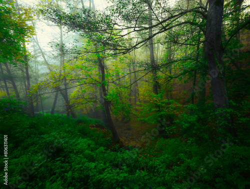 Mysterious foggy forest during autumn day © Jansk