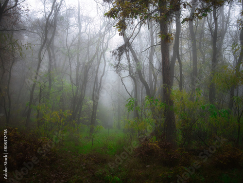 Mysterious foggy forest during autumn day