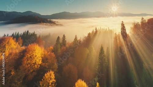bright foggy sunny forest trees in full autumn colour the sun is shining through morning fog