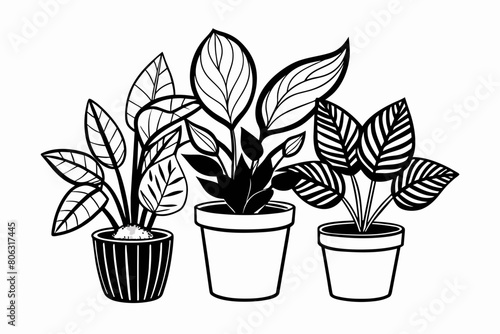 flower in pot