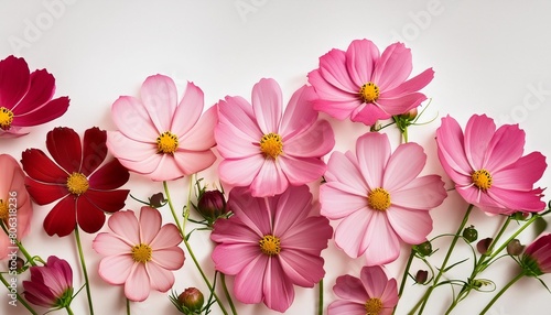 pink cosmos flowers in a floral arrangement isolated on white or transparent background