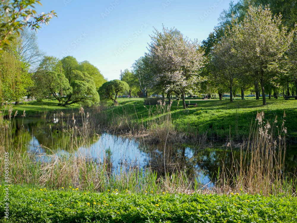 pond in the park pond in the park