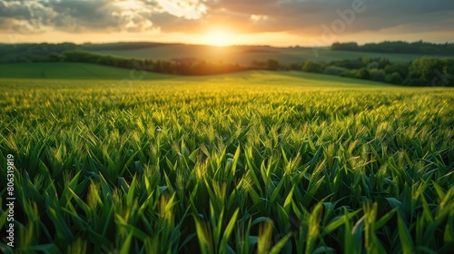 A field of green grass with a sun in the sky