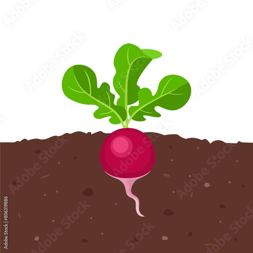 Radish growing in soil. Vector cartoon flat illustration of garden root vegetable. © Iv85