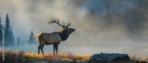 An elk stands proudly and bugles in the misty morning light, surrounded by nature.