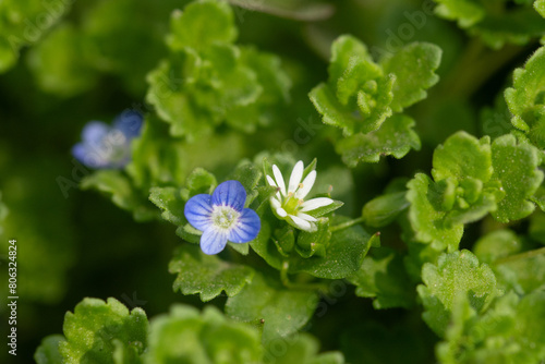 blooming tiny flowers against a background of green leaves