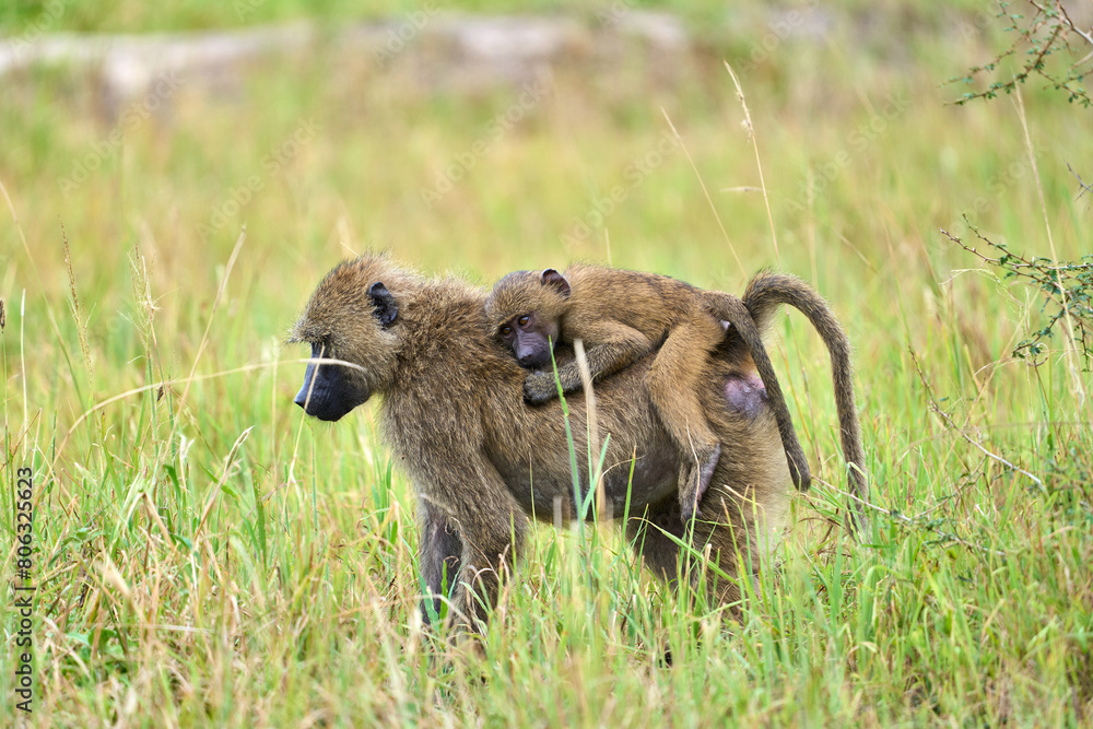 Obraz premium Baboon monkey carrying a baby on back