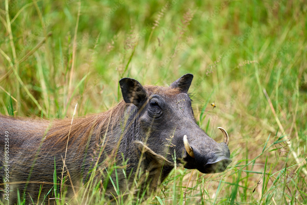 Common warthog in the middle of a meadow in the jungle Common warthog in the middle of a meadow in the jungle