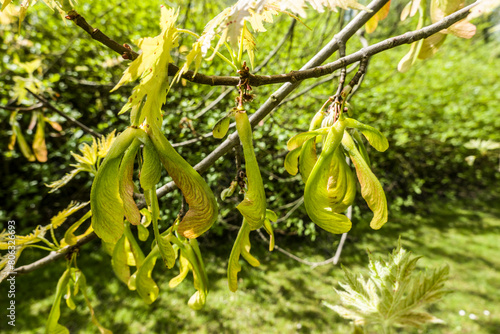 Silber-Ahorn (Acer saccharinum) - Kultivar im Kurpark