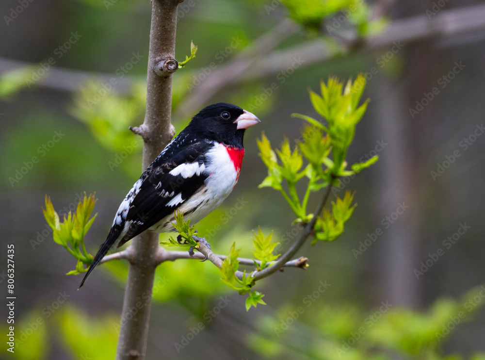 Obraz premium Rose-breasted Grosbeak perched on tree branch