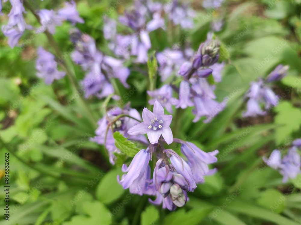 Bluebell (Hyacinthoides massartiana Geerinck), small violet flowers