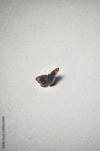 Close up of a colorful butterfly on a white wall