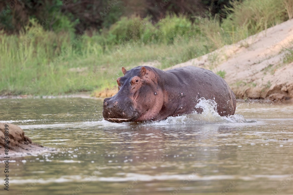 Ippopotamo che si butta in acqua