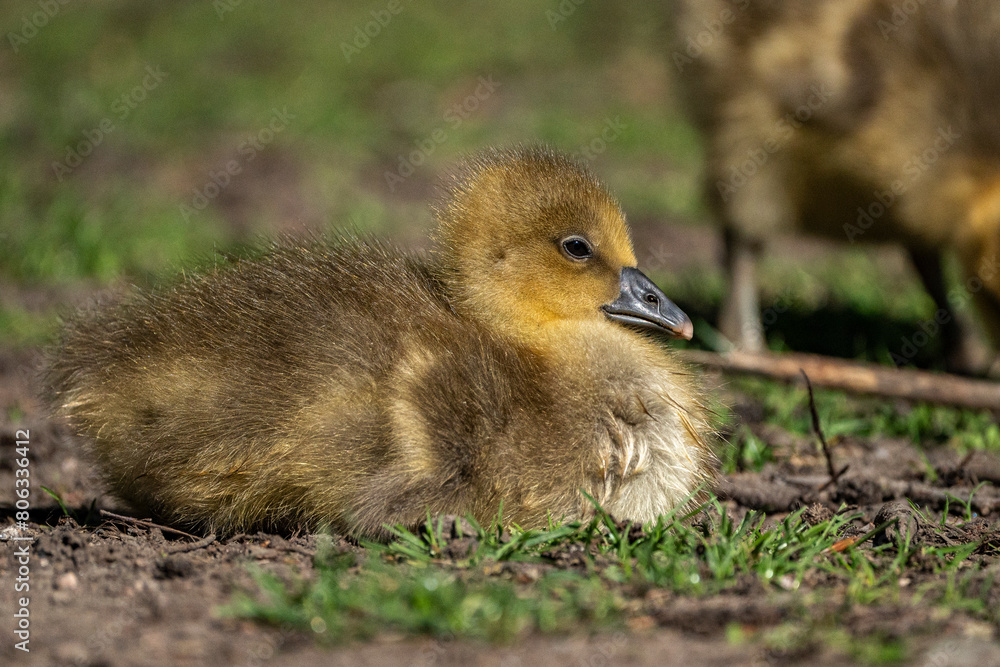 Young babay gray geese run through nature with their parents Young babay gray geese run through nature with their parents
