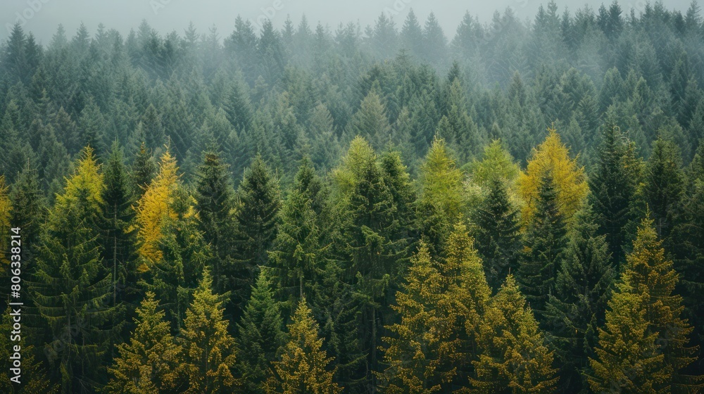 An atmospheric capture of a dense, foggy forest with a contrast of evergreen and changing yellow autumn trees