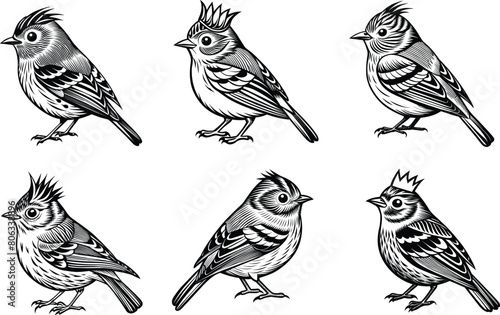 Set of Ruby-Crowned Kinglet vector silhouette 