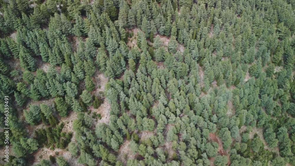 Bird's eye video captures green, forest with towering trees. Aerial footage of green, forest dancing in wind. Overhead view showcases green, forest as natural masterpiece Bird's eye video captures green, forest with towering trees. Aerial footage of green, forest dancing in wind. Overhead view showcases green, forest as natural masterpiece