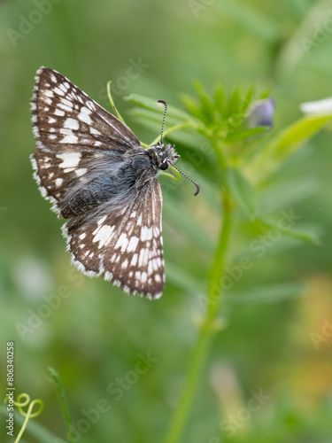 A skipper butterfly in a springtine meadow in Texas. photo