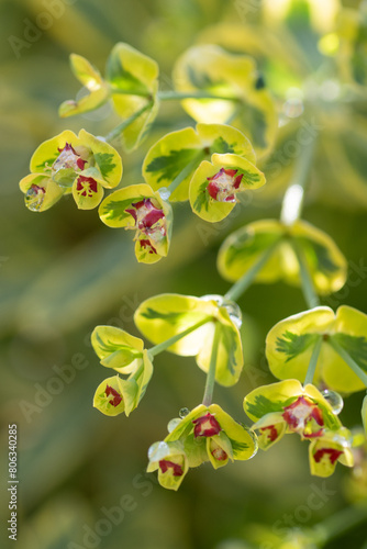 Tableau sur toile An Ascot Rainbow Eurphorbia on a sunny morning in the spring garden
