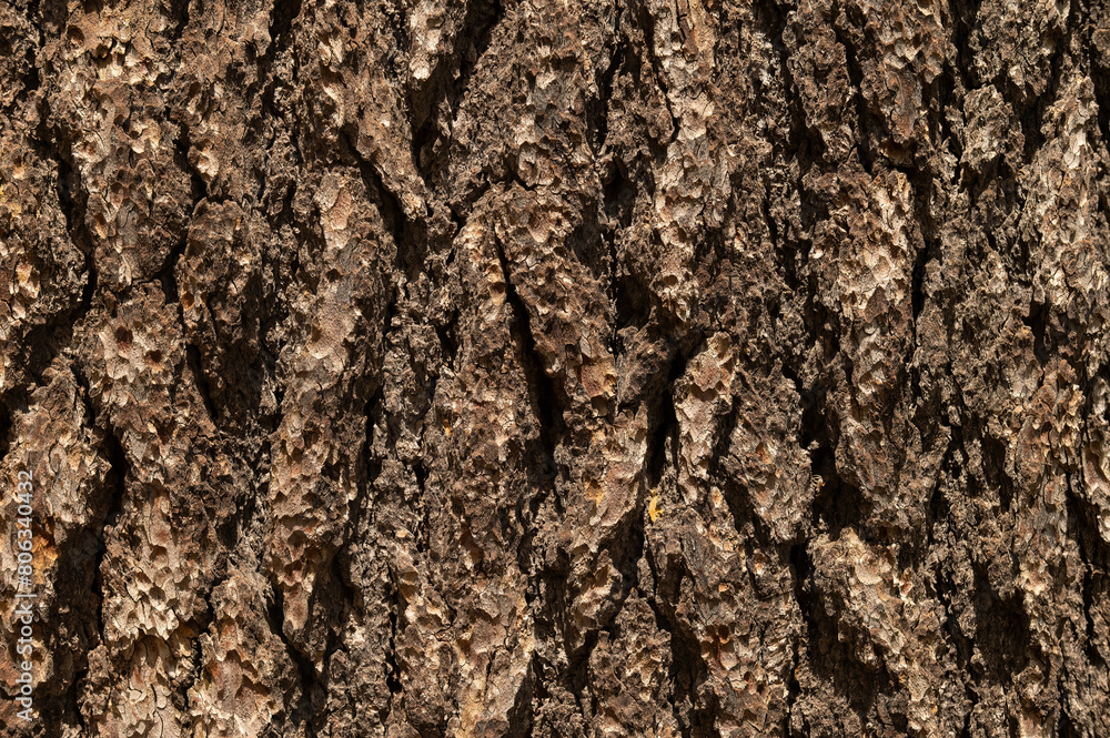 Detail of the bark of an old cedar tree. Detail of the bark of an old cedar tree.
