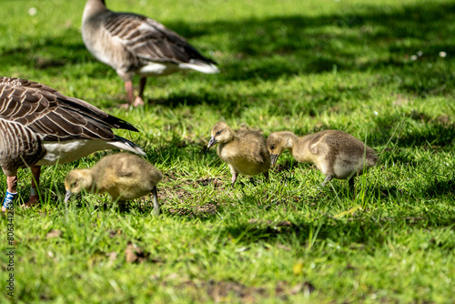 Young babay gray geese run through nature with their parents © Fridimedia