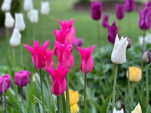 pink and white tulips