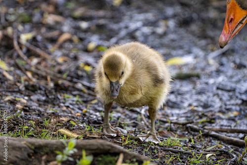 Young babay gray geese run through nature with their parents