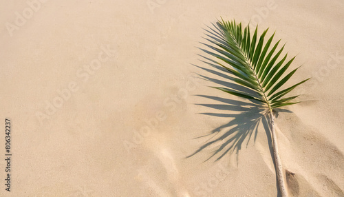 Palm Tree Branch on Sandy Beach - Tropical Minimalism, concept for summer advertising, spa, cosmetics, sea and relaxation. top view, copy space