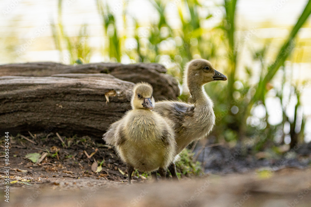 Obraz premium Young babay gray geese run through nature with their parents