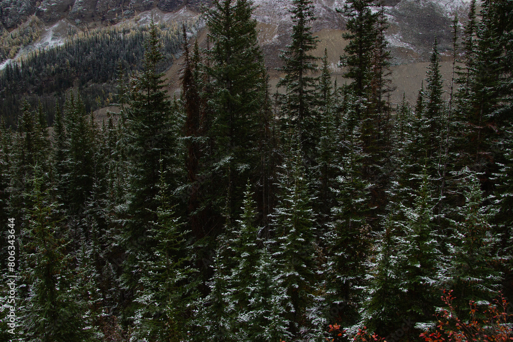 Mountain of pine trees in autumn time. Mountain of pine trees in autumn time.
