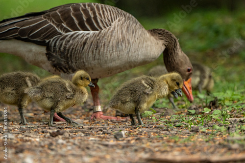 Young babay gray geese run through nature with their parents