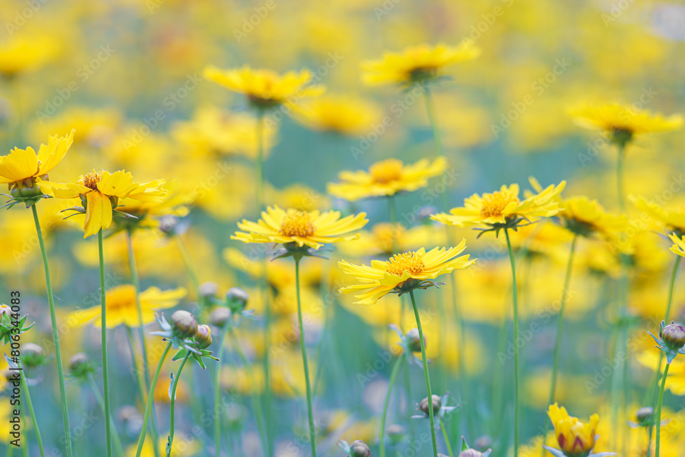 Field of yellow flower Coreopsis lanceolata, Lanceleaf Tickseed or Maiden's eye blooming in summer. Nature, plant, floral background. Garden, lawn of lance leaved Coreopsis in bloom Field of yellow flower Coreopsis lanceolata, Lanceleaf Tickseed or Maiden's eye blooming in summer. Nature, plant, floral background. Garden, lawn of lance leaved Coreopsis in bloom