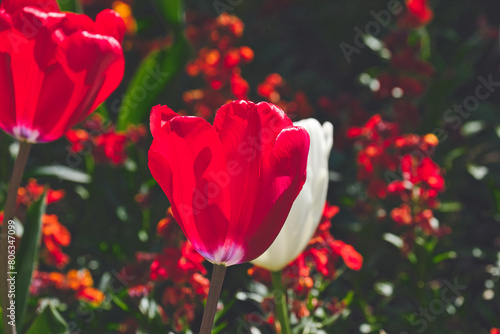 Sunlit Tulips in Bloom
