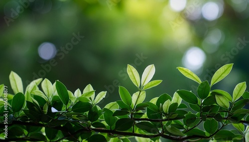 green nature background closeup natural view of green leaves on blurred bokeh background for freshness