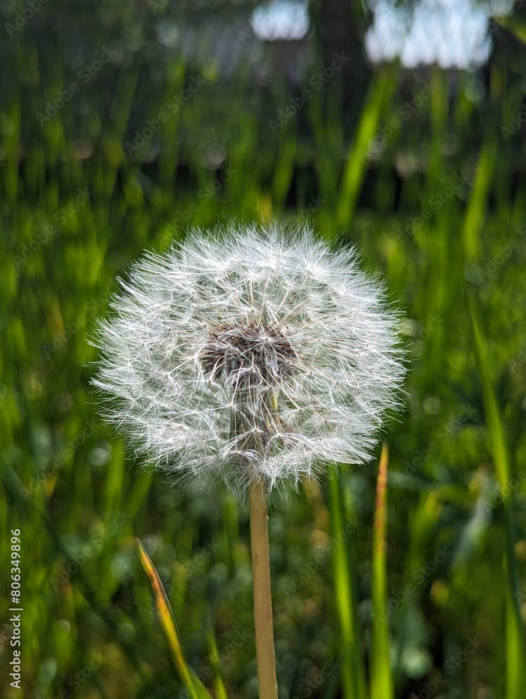 Fototapeta premium dandelion on green background