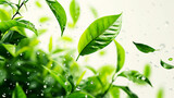 Green leaves, rain, water, plant, leaf, hd wallpaper.