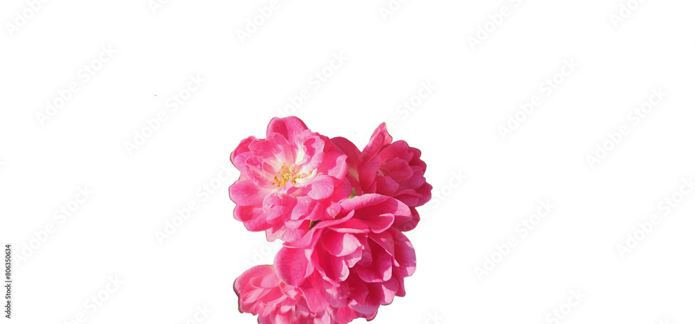 Rosa damascena on a white background, cut out Rosa damascena on a white background, cut out