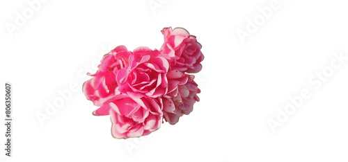 Rosa damascena on a white background, cut out