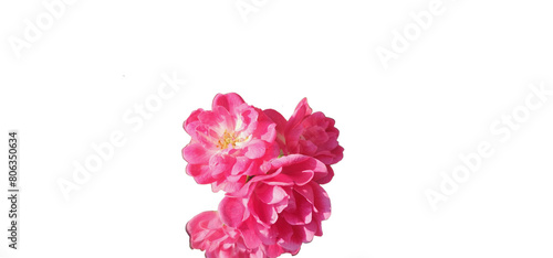 Rosa damascena on a white background  cut out