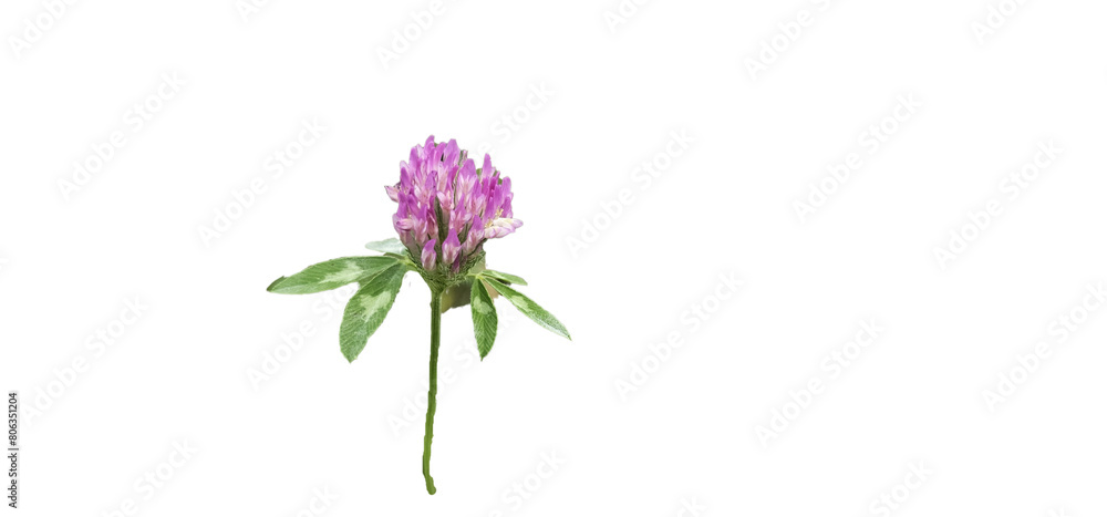 Meadow clover on a white background, cut out