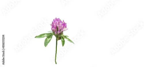 Meadow clover on a white background, cut out