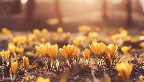 spring flowers beautiful colorful first flowers on meadow with sun crocus romance yellow crocus chrysanthus crocus tommasinianus crocus tommasini photo