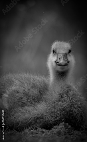 Close up of a gosling in black and white