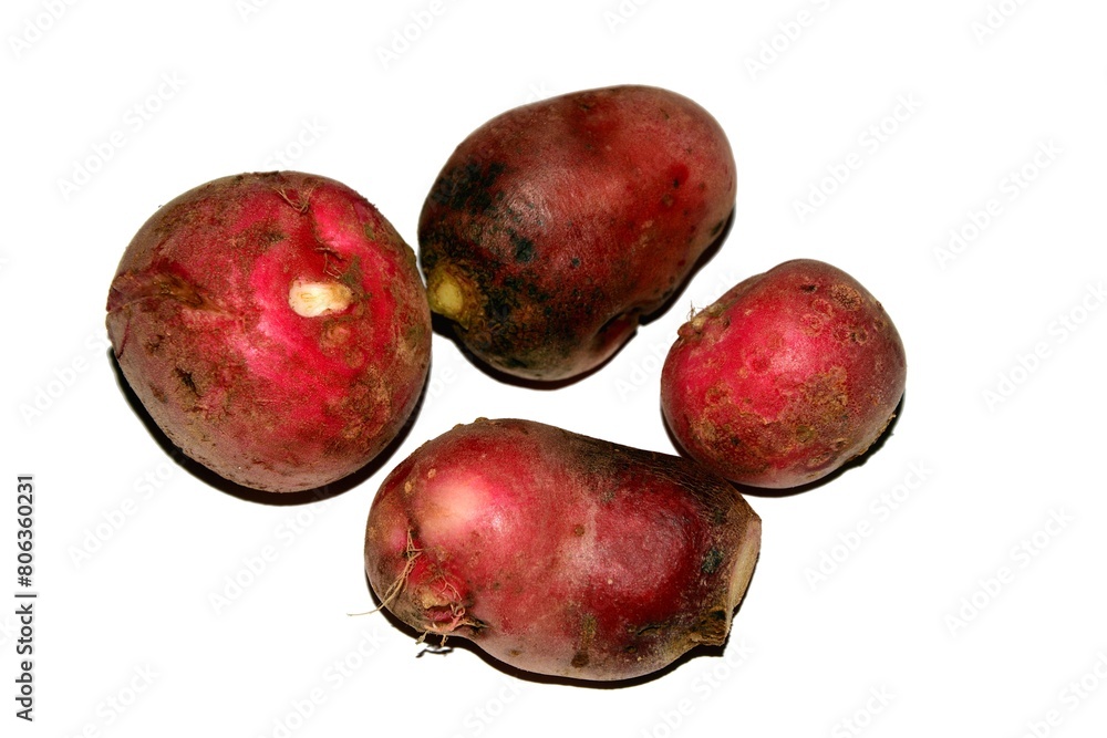 A big radish vegetables on a white background A big radish vegetables on a white background