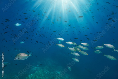 Wallpaper Mural Fish shoal with sunlight underwater in the blue water of the Mediterranean sea (seabream and damselfish), Spain, Catalonia, Cap de Creus Torontodigital.ca