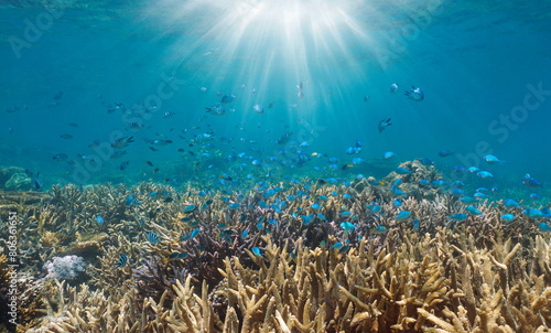 Coral reef with fish and sunlight underwater in the south Pacific ocean, New Caledonia