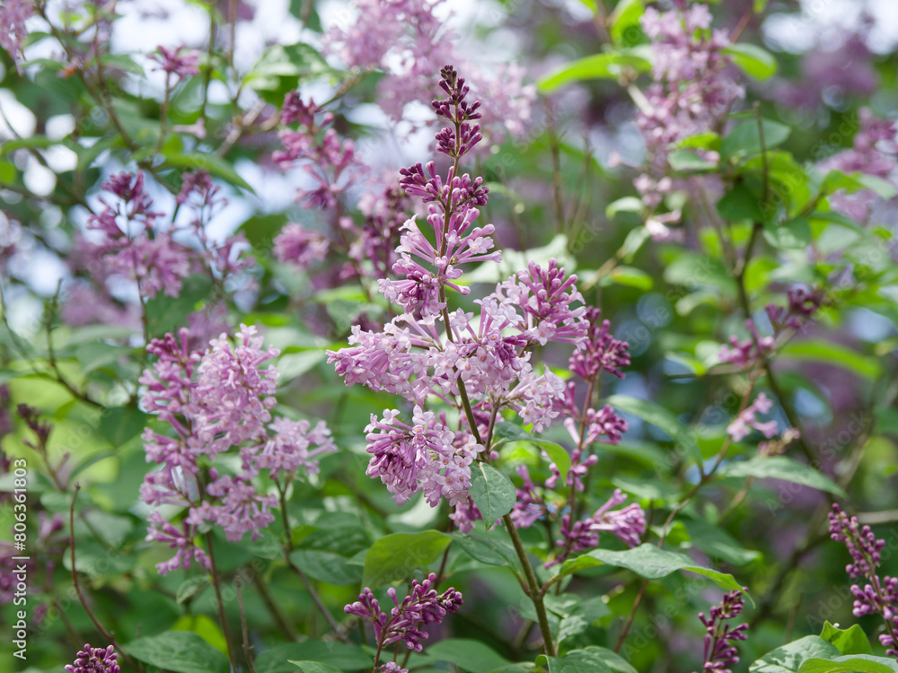 (Syringa josikaea) Hungarian lilac tree or Lady Josika's lilac shrub bearing slender loose panicles of tubular pink-mauve flowers and lobed corolla on arching stems with ellliptic green foliage (Syringa josikaea) Hungarian lilac tree or Lady Josika's lilac shrub bearing slender loose panicles of tubular pink-mauve flowers and lobed corolla on arching stems with ellliptic green foliage